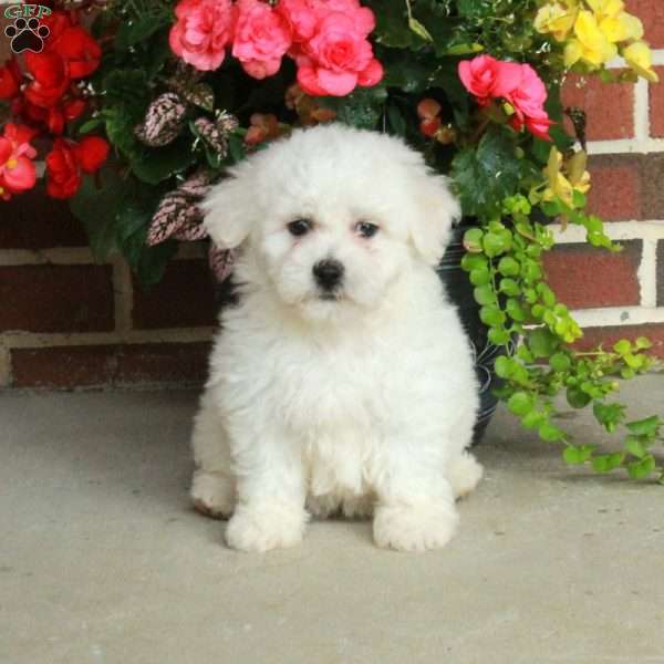 Gracie, Bichon Frise Puppy