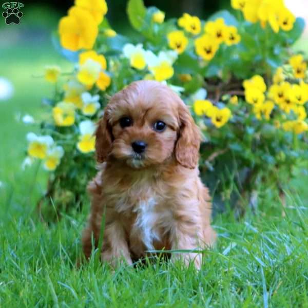 Gracie, Cavapoo Puppy