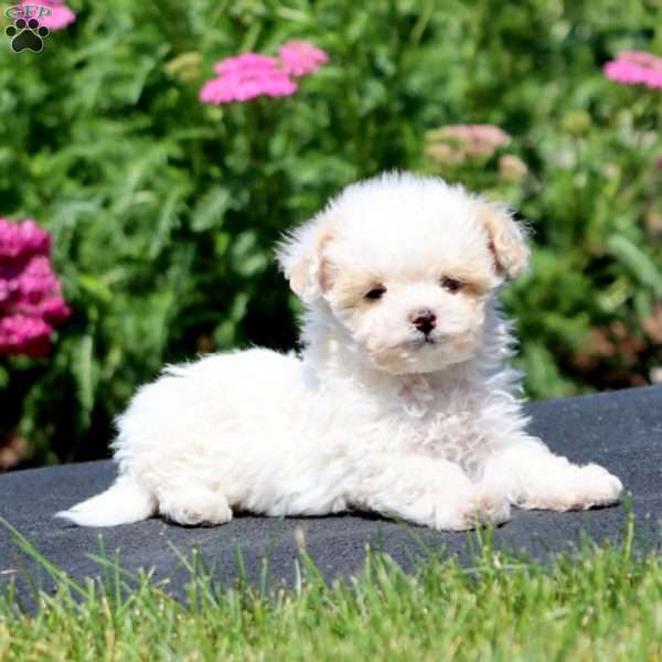 Gracie, Maltipoo Puppy