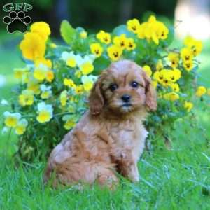 Gracie, Cavapoo Puppy