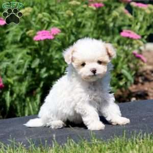 Gracie, Maltipoo Puppy