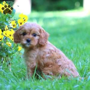 Gracie, Cavapoo Puppy