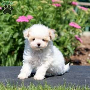 Gracie, Maltipoo Puppy