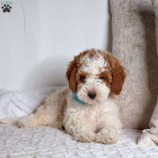 Graham, Mini Goldendoodle Puppy