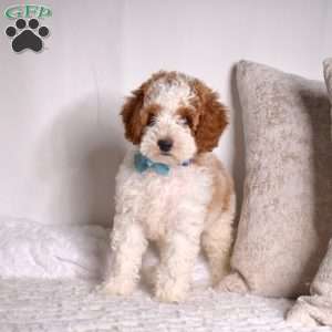 Graham, Mini Goldendoodle Puppy
