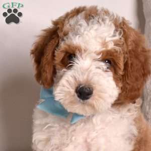 Graham, Mini Goldendoodle Puppy