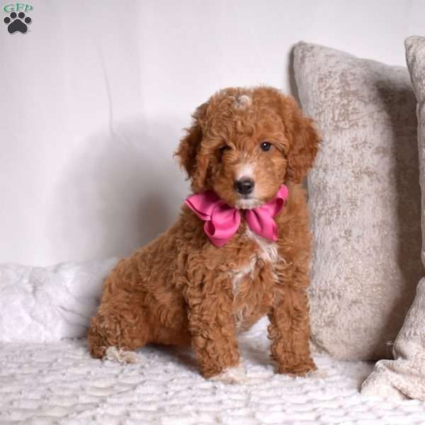Granola, Mini Goldendoodle Puppy
