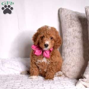 Granola, Mini Goldendoodle Puppy