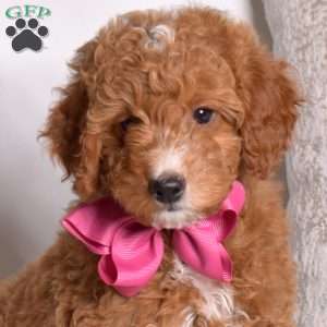 Granola, Mini Goldendoodle Puppy