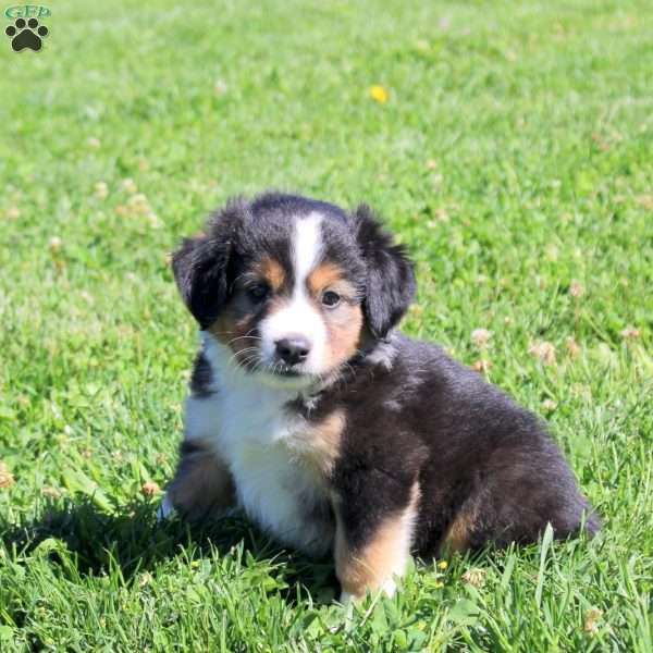 Grant, Miniature Australian Shepherd Puppy