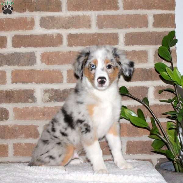 Grayson, Miniature Australian Shepherd Puppy