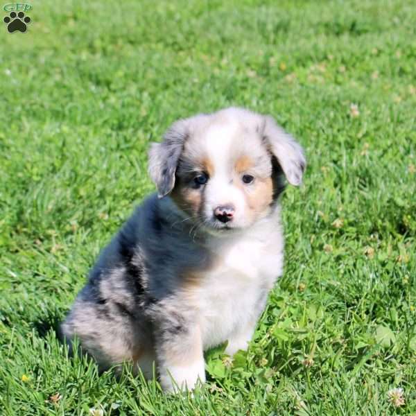Grayson, Miniature Australian Shepherd Puppy