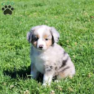 Grayson, Miniature Australian Shepherd Puppy