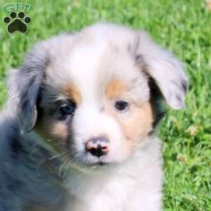 Grayson, Miniature Australian Shepherd Puppy
