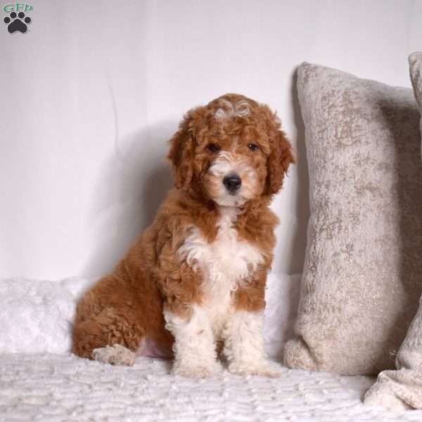 Grits, Mini Goldendoodle Puppy