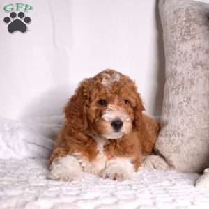 Grits, Mini Goldendoodle Puppy