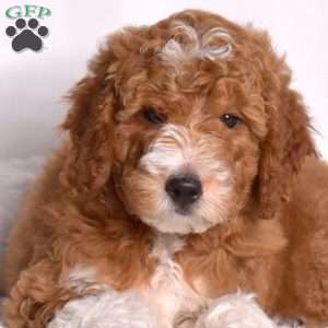Grits, Mini Goldendoodle Puppy