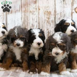 Marcella, Mini Bernedoodle Puppy