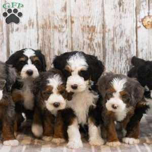 Monty, Mini Bernedoodle Puppy