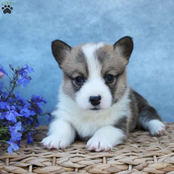 GummyBear, Pembroke Welsh Corgi Puppy