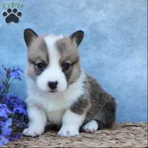 GummyBear, Pembroke Welsh Corgi Puppy