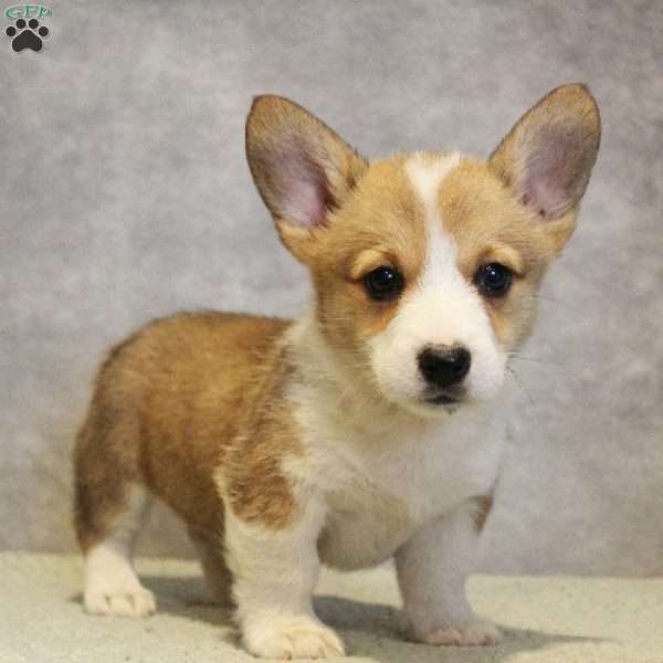 GummyBear, Pembroke Welsh Corgi Puppy
