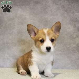 GummyBear, Pembroke Welsh Corgi Puppy