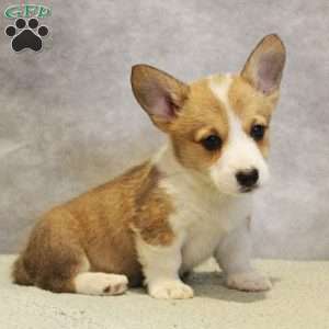 GummyBear, Pembroke Welsh Corgi Puppy