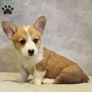 GummyBear, Pembroke Welsh Corgi Puppy