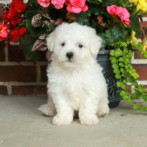 Gus, Bichon Frise Puppy