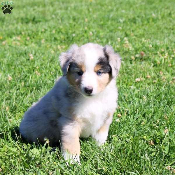 Gus, Miniature Australian Shepherd Puppy