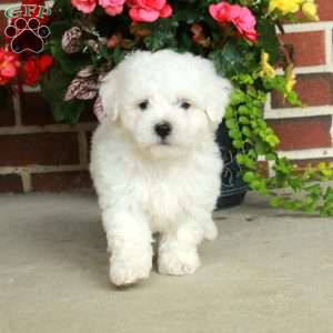 Gus, Bichon Frise Puppy
