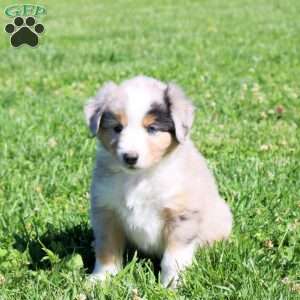 Gus, Miniature Australian Shepherd Puppy