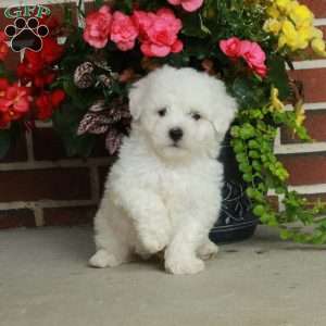 Gus, Bichon Frise Puppy
