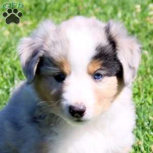 Gus, Miniature Australian Shepherd Puppy
