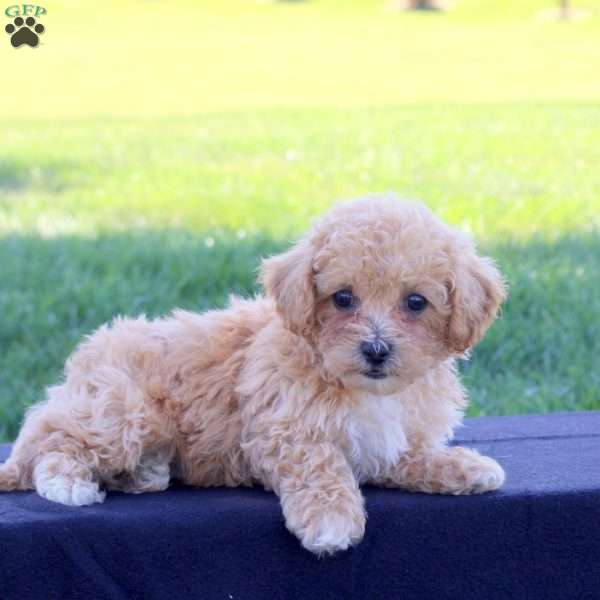 Gwen, Bich-Poo Puppy
