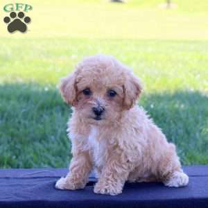 Gwen, Bich-Poo Puppy