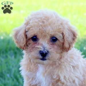 Gwen, Bich-Poo Puppy