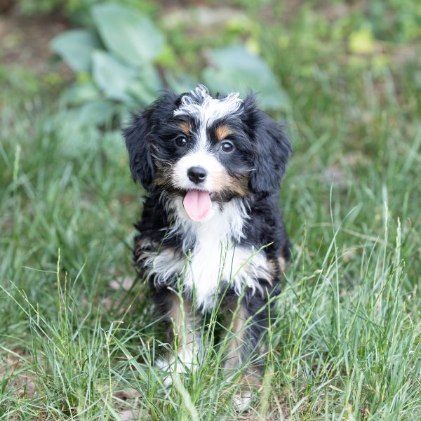 Bernedoodle-Munchkin