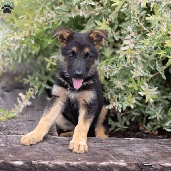 Hank, German Shepherd Puppy