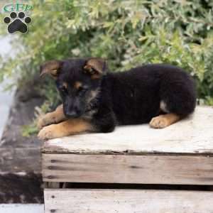 Hank, German Shepherd Puppy