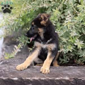 Hank, German Shepherd Puppy