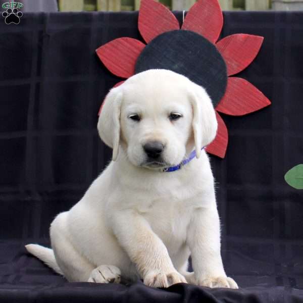 Hank, Yellow Labrador Retriever Puppy