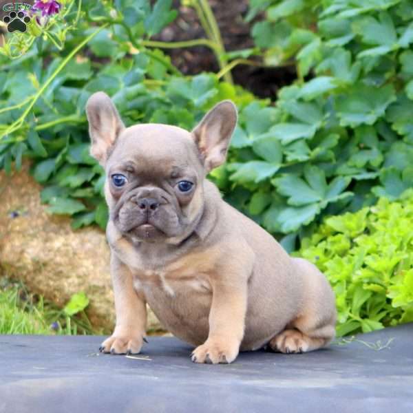 Hank, French Bulldog Puppy