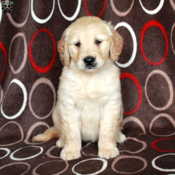 Hannah, Golden Retriever Puppy