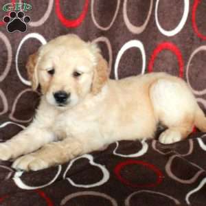 Hannah, Golden Retriever Puppy