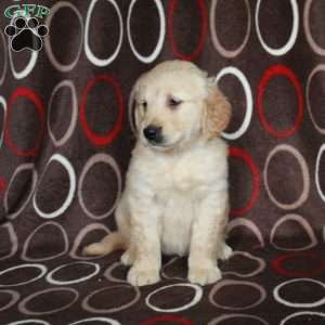Hannah, Golden Retriever Puppy