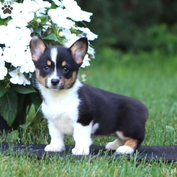 Hannah, Pembroke Welsh Corgi Puppy