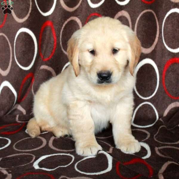 Happy, Golden Retriever Puppy