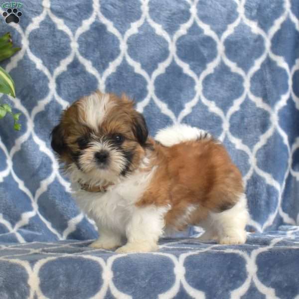 Happy, Shih Tzu Puppy